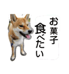 大吉スタンプ！！！！！！！（個別スタンプ：10）