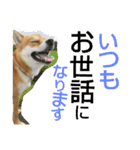 大吉スタンプ！！！！！！！（個別スタンプ：12）
