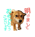 大吉スタンプ！！！！！！！（個別スタンプ：16）
