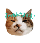 あずちゃまあんでん（個別スタンプ：4）