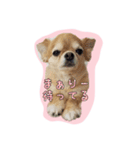 チワワのまぁりーちゃん（個別スタンプ：2）