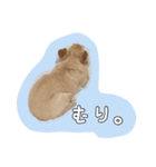 チワワのまぁりーちゃん（個別スタンプ：8）