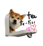 柴犬LaLaちゃん♡（個別スタンプ：1）