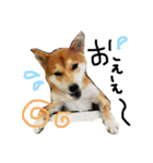 柴犬LaLaちゃん♡（個別スタンプ：2）