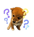 柴犬LaLaちゃん♡（個別スタンプ：3）