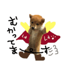 柴犬LaLaちゃん♡（個別スタンプ：4）