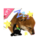 柴犬LaLaちゃん♡（個別スタンプ：5）