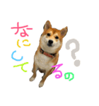 柴犬LaLaちゃん♡（個別スタンプ：7）