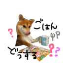 柴犬LaLaちゃん♡（個別スタンプ：8）
