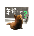 柴犬LaLaちゃん♡（個別スタンプ：9）