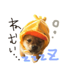 柴犬LaLaちゃん♡（個別スタンプ：11）