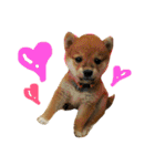柴犬LaLaちゃん♡（個別スタンプ：13）