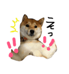 柴犬LaLaちゃん♡（個別スタンプ：14）