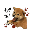 柴犬LaLaちゃん♡（個別スタンプ：16）