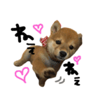 柴犬LaLaちゃん♡（個別スタンプ：17）