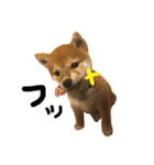 柴犬LaLaちゃん♡（個別スタンプ：18）