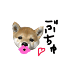 柴犬LaLaちゃん♡（個別スタンプ：19）