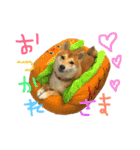 柴犬LaLaちゃん♡（個別スタンプ：20）