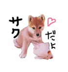 柴犬LaLaちゃん♡（個別スタンプ：21）