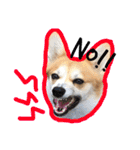 あたちはコーギーのはな！（個別スタンプ：2）
