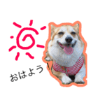 あたちはコーギーのはな！（個別スタンプ：7）