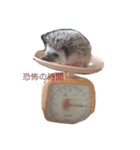 ハリネズミのおはぎと仲間たち（個別スタンプ：1）