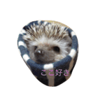 ハリネズミのおはぎと仲間たち（個別スタンプ：2）