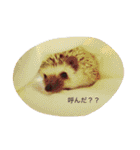 ハリネズミのおはぎと仲間たち（個別スタンプ：3）