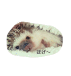 ハリネズミのおはぎと仲間たち（個別スタンプ：7）