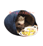 ハリネズミのおはぎと仲間たち（個別スタンプ：13）