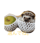 ハリネズミのおはぎと仲間たち（個別スタンプ：14）