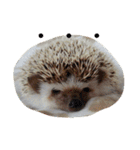 ハリネズミのおはぎと仲間たち（個別スタンプ：18）