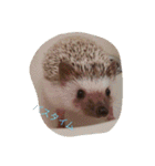 ハリネズミのおはぎと仲間たち（個別スタンプ：19）