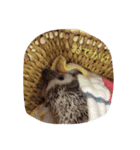 ハリネズミのおはぎと仲間たち（個別スタンプ：20）