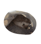 ハリネズミのおはぎと仲間たち（個別スタンプ：28）