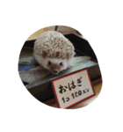 ハリネズミのおはぎと仲間たち（個別スタンプ：29）