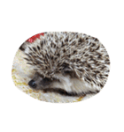 ハリネズミのおはぎと仲間たち（個別スタンプ：38）