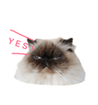 おじさん顔の猫ぐーぐーです（個別スタンプ：1）