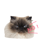 おじさん顔の猫ぐーぐーです（個別スタンプ：2）