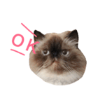 おじさん顔の猫ぐーぐーです（個別スタンプ：3）