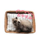 おじさん顔の猫ぐーぐーです（個別スタンプ：5）