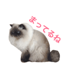 おじさん顔の猫ぐーぐーです（個別スタンプ：7）
