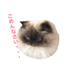 おじさん顔の猫ぐーぐーです（個別スタンプ：9）