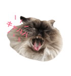おじさん顔の猫ぐーぐーです（個別スタンプ：10）