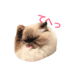 おじさん顔の猫ぐーぐーです（個別スタンプ：11）