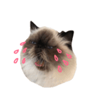 おじさん顔の猫ぐーぐーです（個別スタンプ：12）