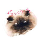 おじさん顔の猫ぐーぐーです（個別スタンプ：13）