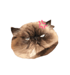 おじさん顔の猫ぐーぐーです（個別スタンプ：14）