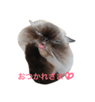 おじさん顔の猫ぐーぐーです（個別スタンプ：15）