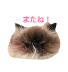 おじさん顔の猫ぐーぐーです（個別スタンプ：16）